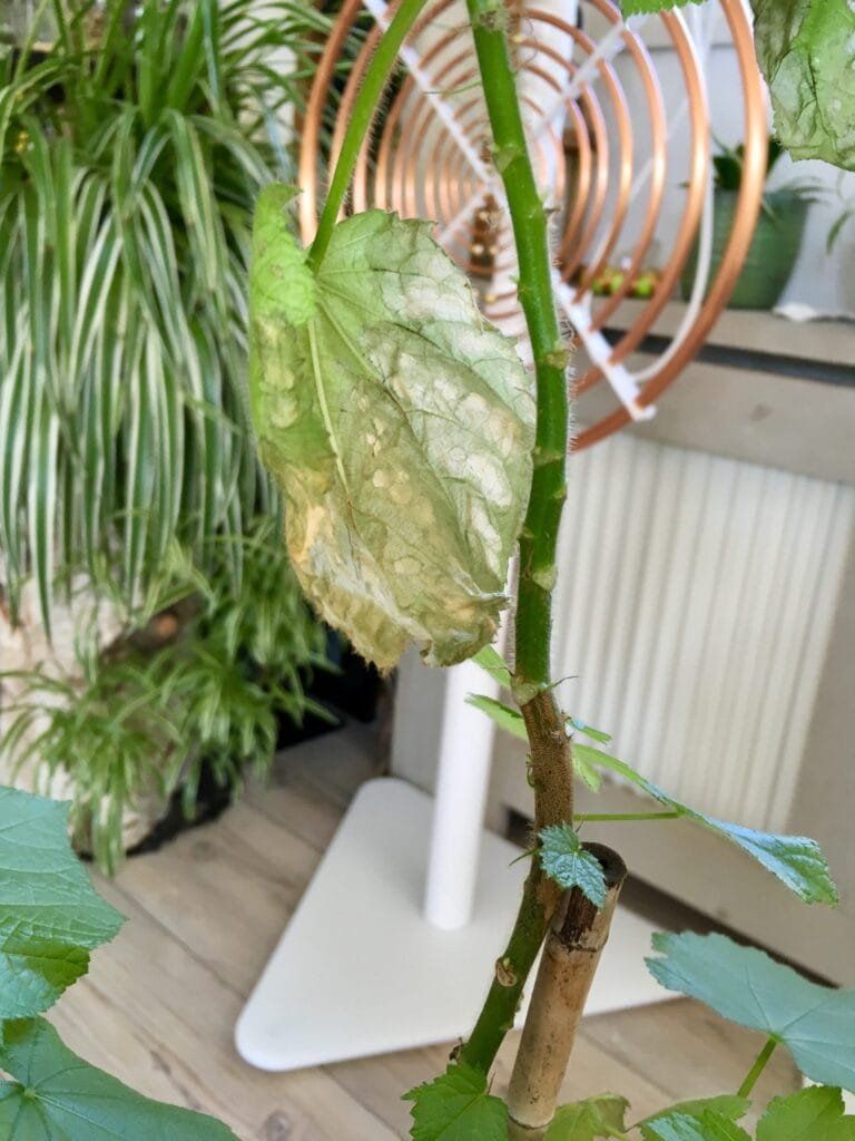 Lakhovsky MWO - damaged plant before exposure