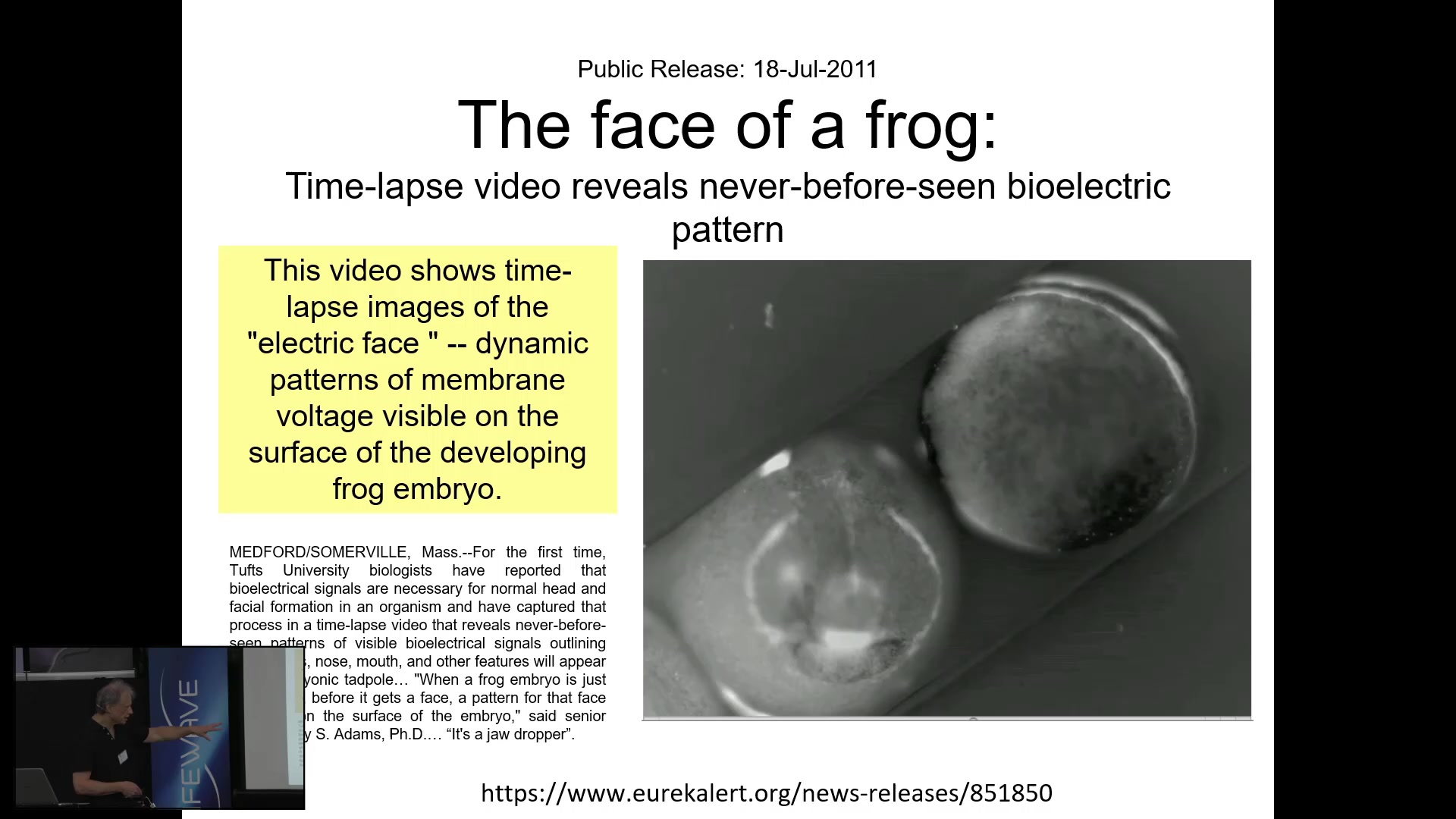 Tufts University time-lapse of the bioelectric electric face pattern on a developing frog embryo