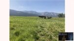 Cattle grazing behind a single polywire fence, with the grazed and ungrazed sides of the paddock visible