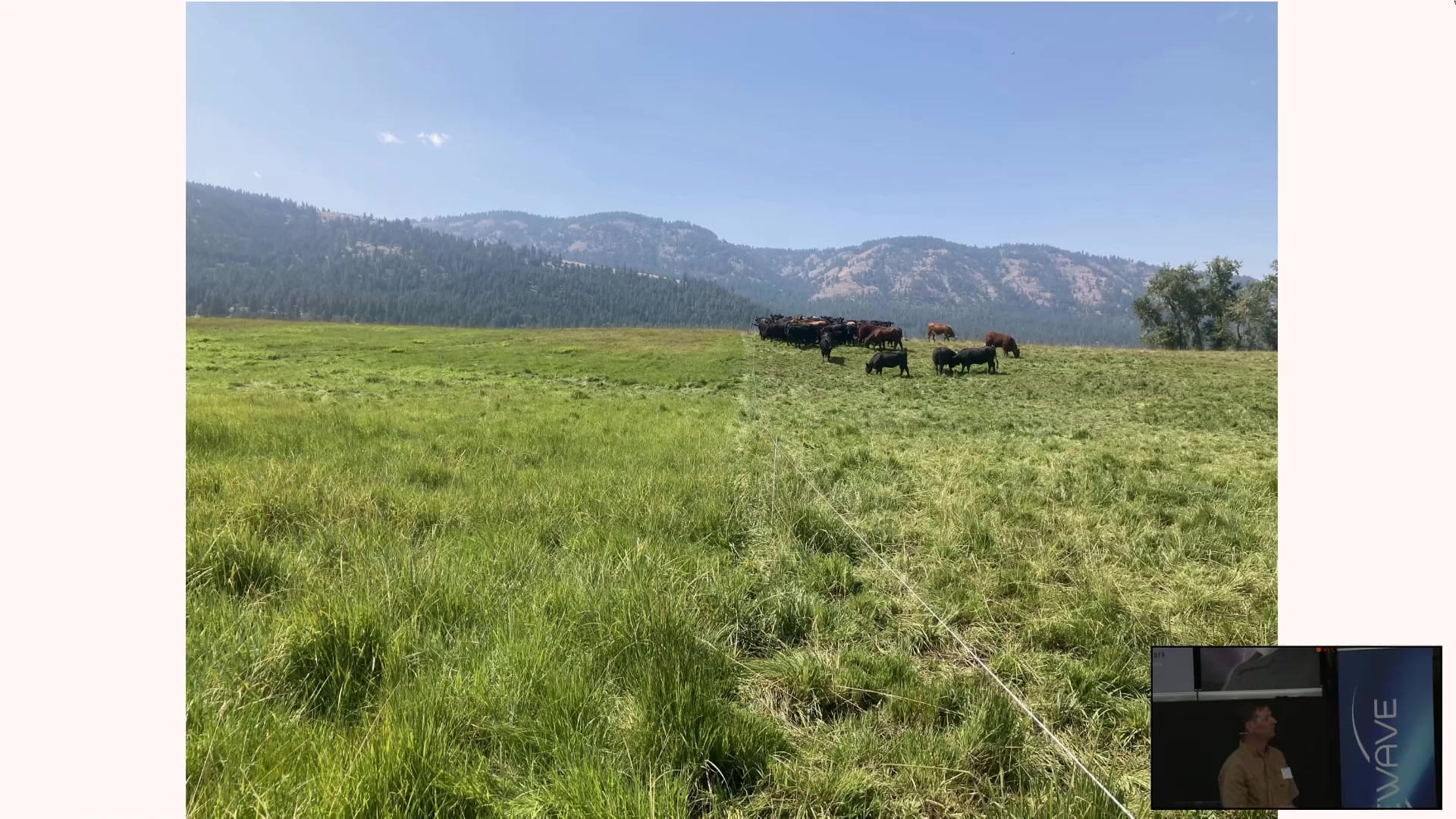 Cattle grazing behind a single polywire fence, with the grazed and ungrazed sides of the paddock visible